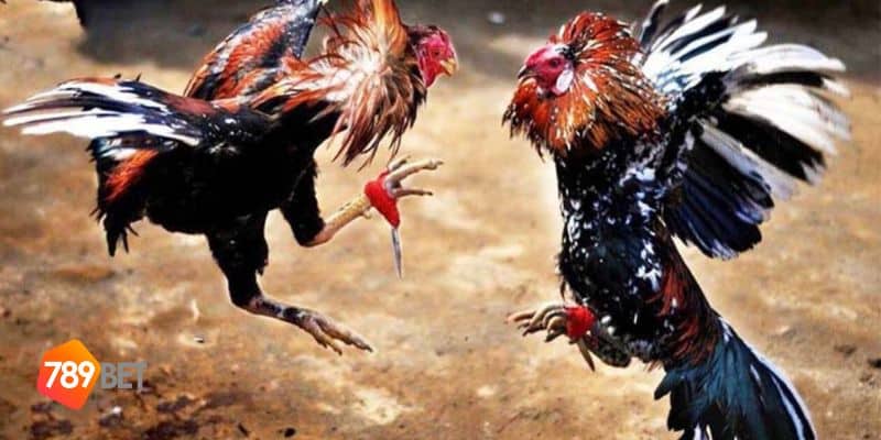 Đá gà Philippines
