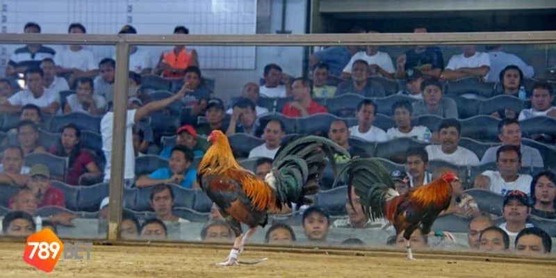 đá gà Philippines