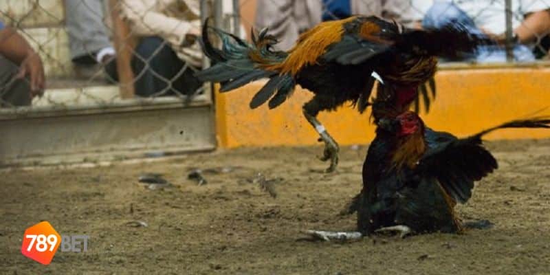 đá gà Philippines