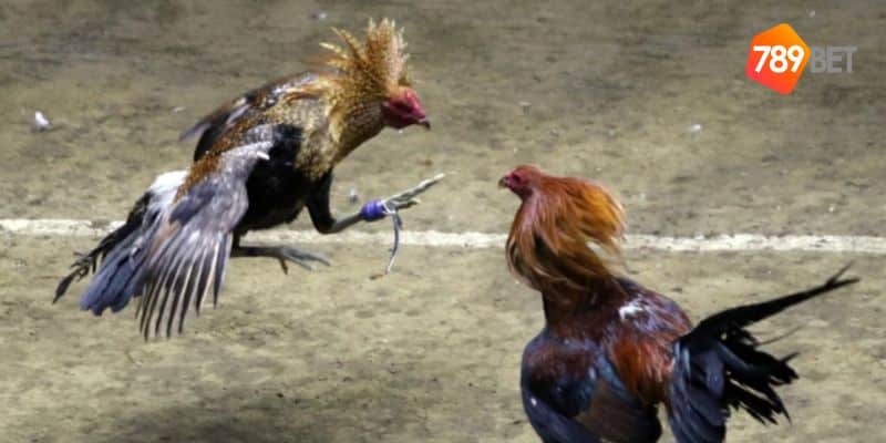 Đá gà siêu kinh điển