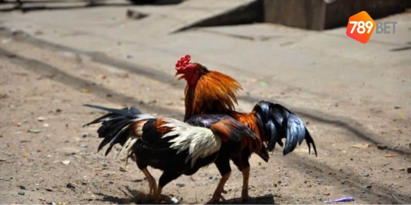 Đá gà siêu kinh điển