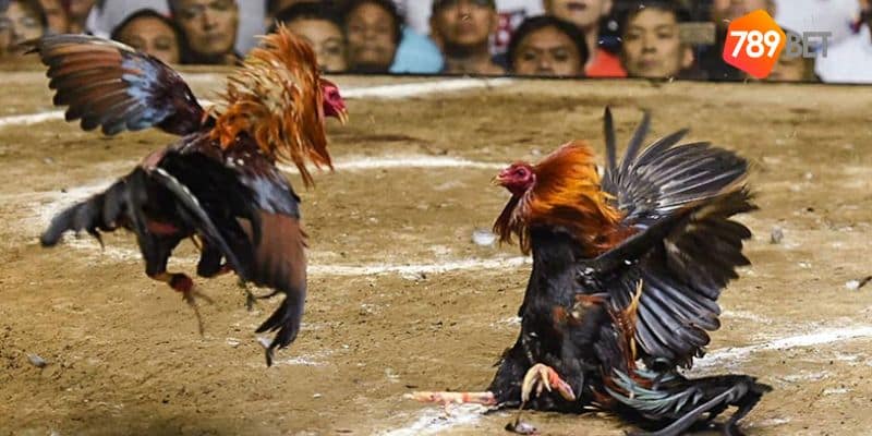 Đá gà siêu kinh điển