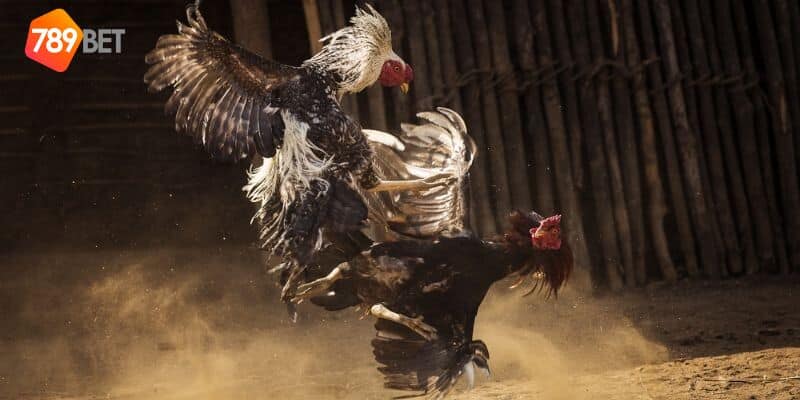 luật chấp trong đá gà 
