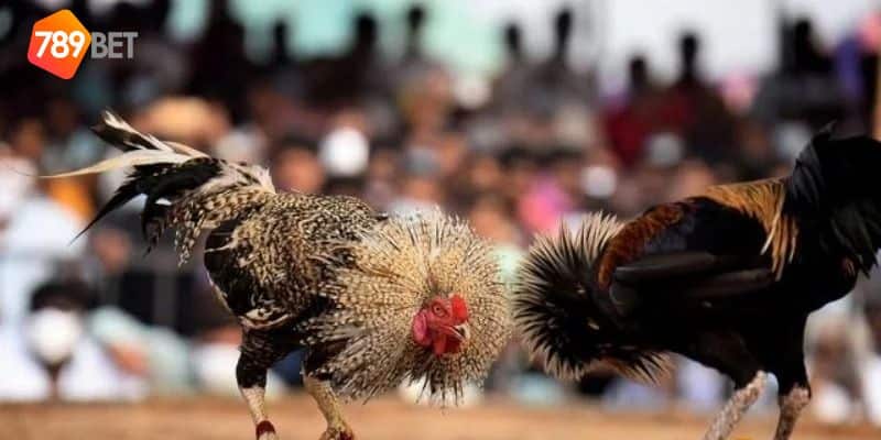 luật chấp trong đá gà 