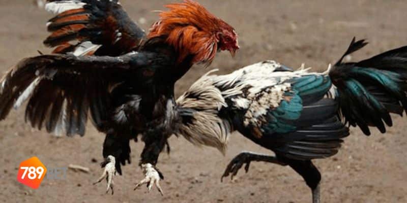 luật chấp trong đá gà 