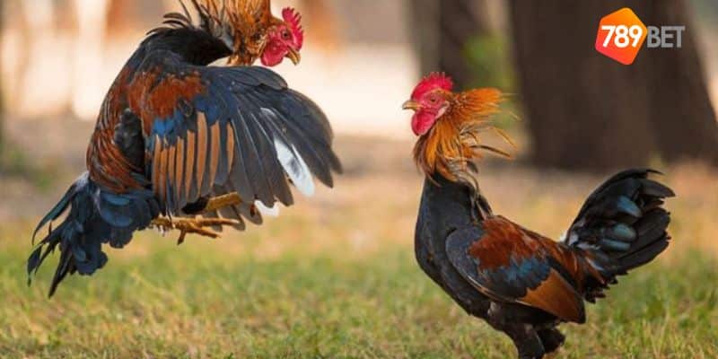 tạo tài khoản đá gà Thomo