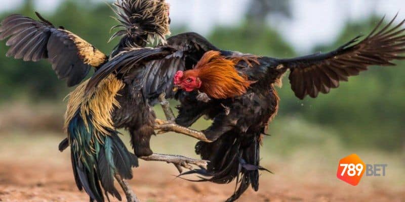 tạo tài khoản đá gà Thomo