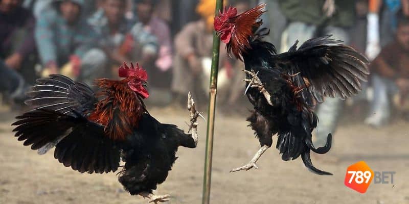 tạo tài khoản đá gà Thomo