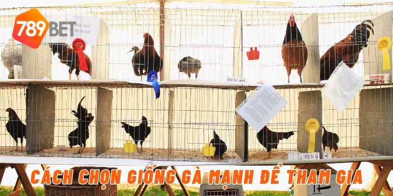 Cách chọn giống gà mạnh để tham gia
