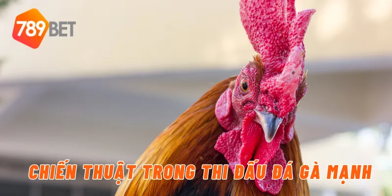 Chiến thuật trong thi đấu đá gà mạnh