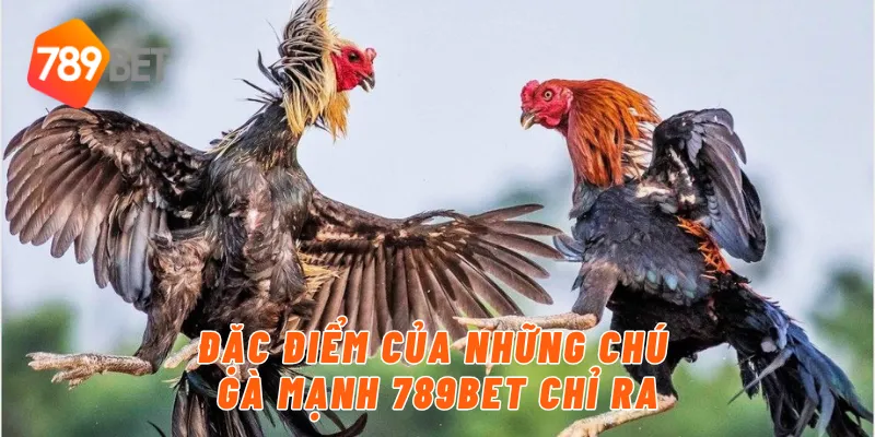 Đặc điểm của những chú gà mạnh 789BET chỉ ra