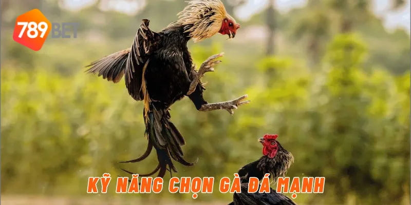 Kỹ năng chọn gà đá mạnh