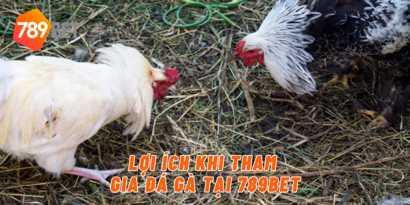 Lợi ích khi tham gia đá gà tại 789BET