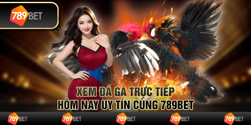 Xem Đá Gà Trực Tiếp Hôm Nay Uy Tín Cùng 789BET