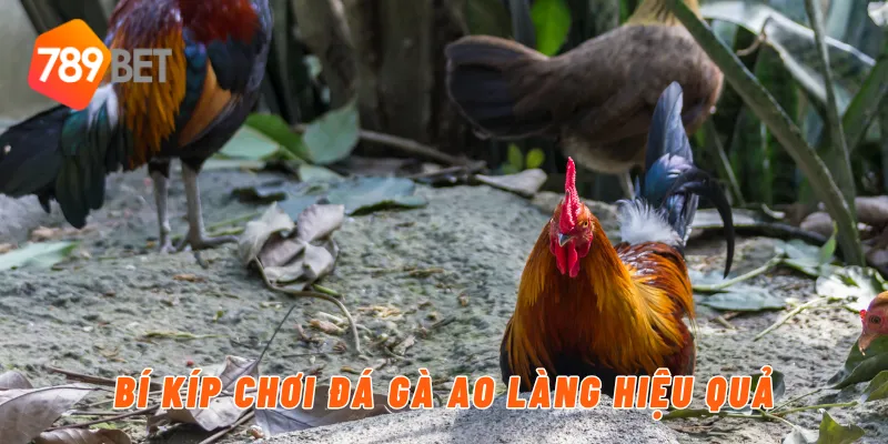 Bí kíp chơi đá gà ao làng hiệu quả