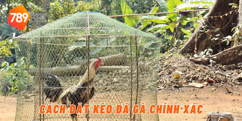 Cách đặt kèo đá gà chính xác