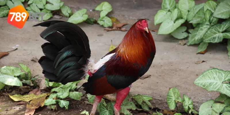 Cách dự đoán màu mạng đá gà chuẩn xác