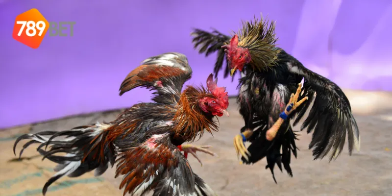 Cách tham gia đá gà cựa sắt quốc tế