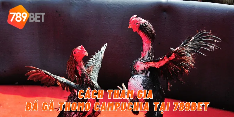 Cách tham gia đá gà thomo Campuchia tại 789BET