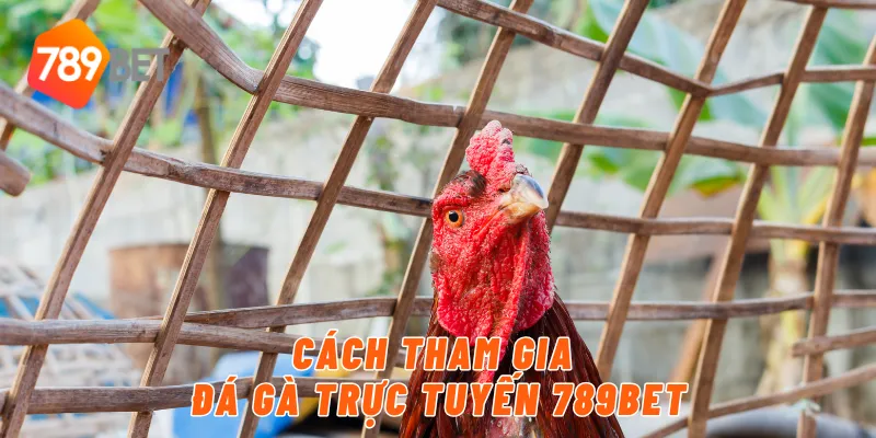 Cách tham gia đá gà trực tuyến 789BET