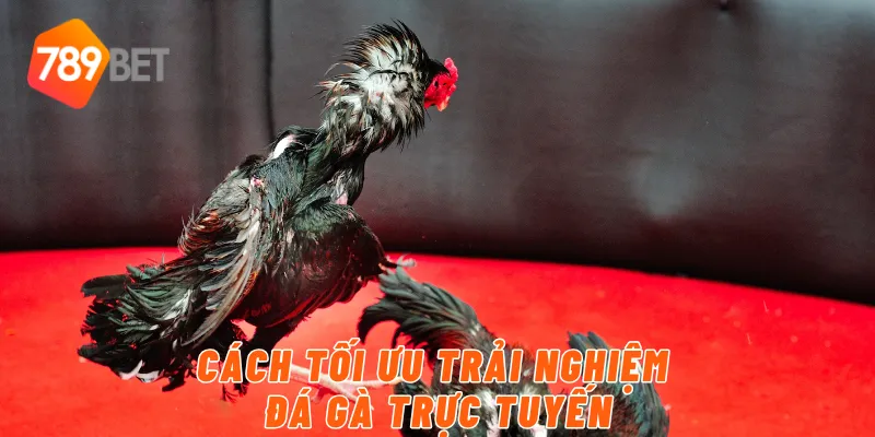 Cách tối ưu trải nghiệm đá gà trực tuyến
