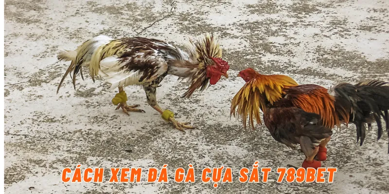 Cách xem đá gà cựa sắt 789BET