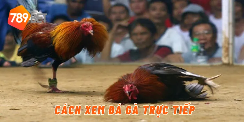 Cách xem đá gà trực tiếp