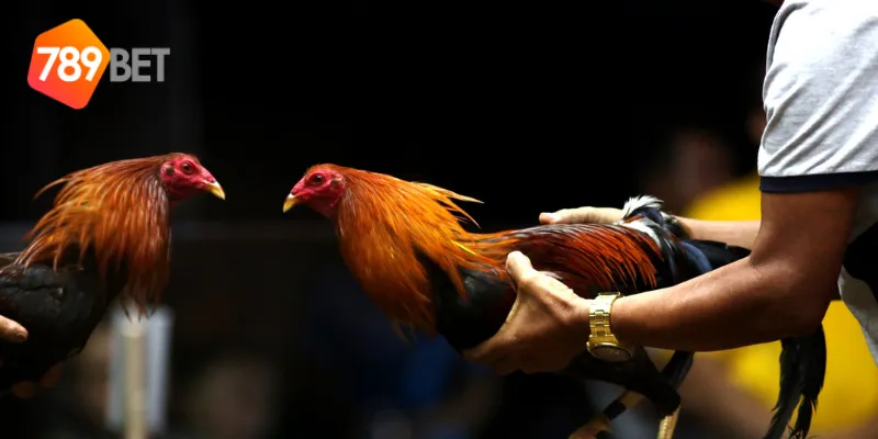 Cộng đồng người chơi đông đảo của đá gà cựa sắt quốc tế