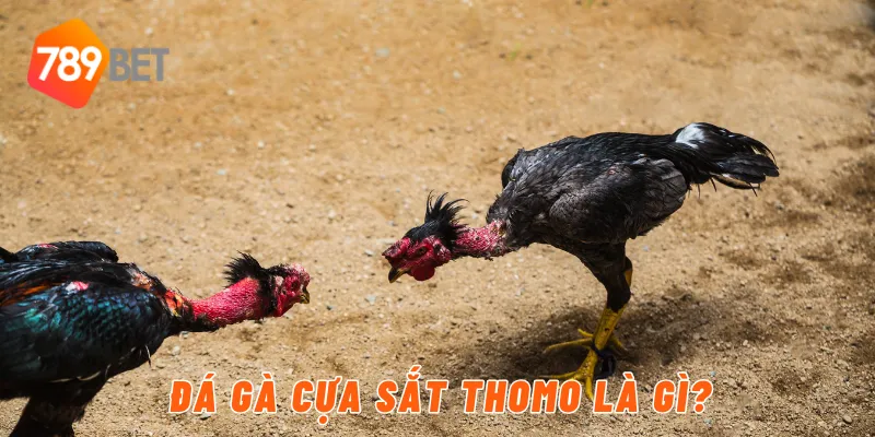 Đá gà cựa sắt thomo là gì?
