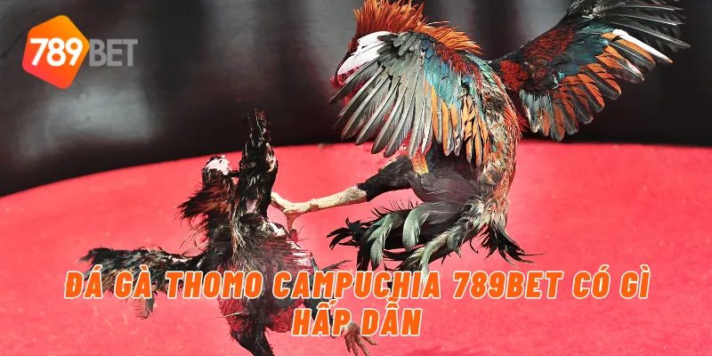 Đá gà thomo Campuchia 789BET có gì hấp dẫn
