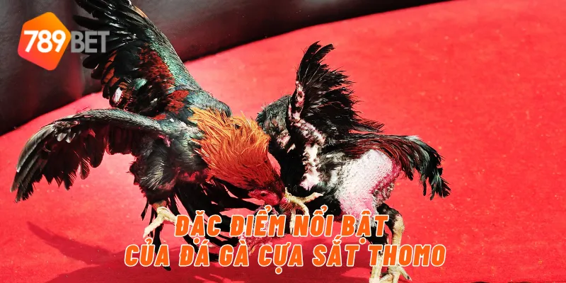 Đặc điểm nổi bật của đá gà cựa sắt thomo