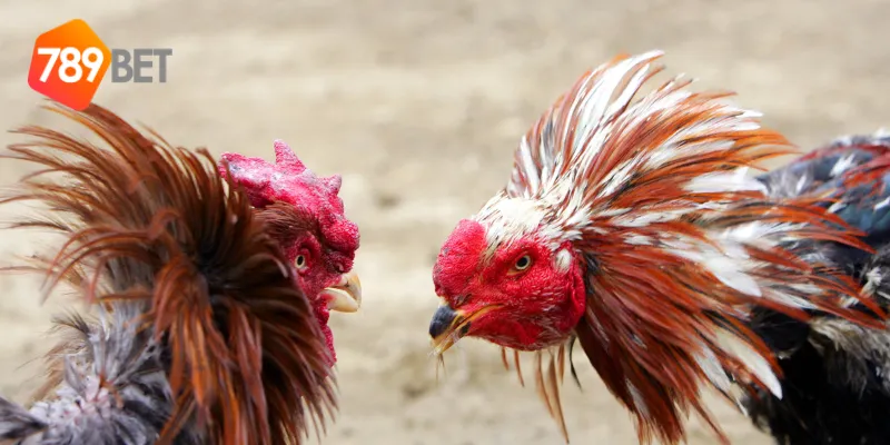 Đấu trường đá gà cựa sắt quốc tế