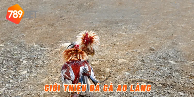Giới thiệu đá gà ao làng