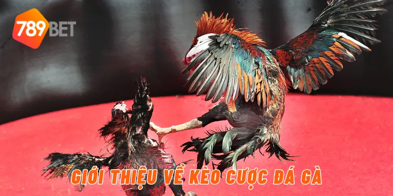 Giới thiệu về kèo cược đá gà