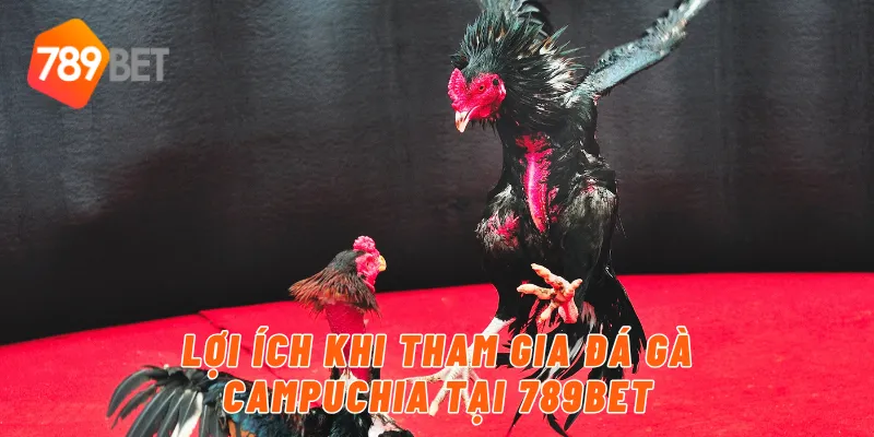 Lợi ích khi tham gia đá gà campuchia tại 789BET