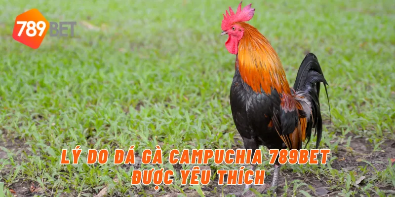 Lý do đá gà campuchia 789BET được yêu thích