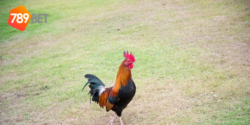 Màu mạng gà đá chuẩn xác tại 789BET