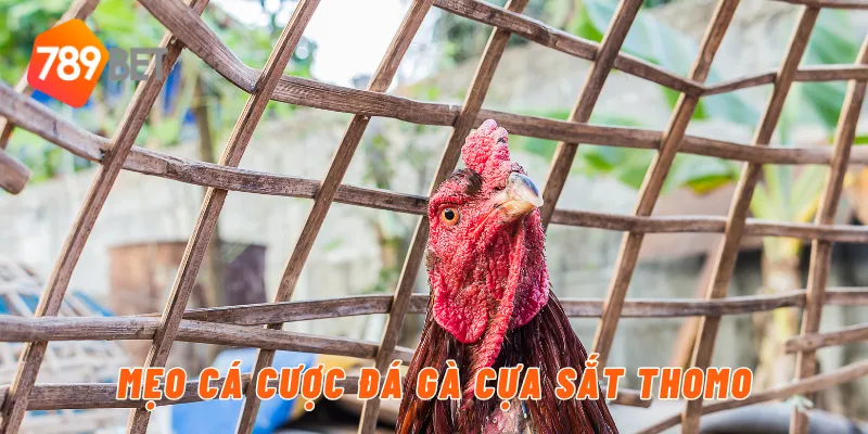 Mẹo cá cược đá gà cựa sắt thomo