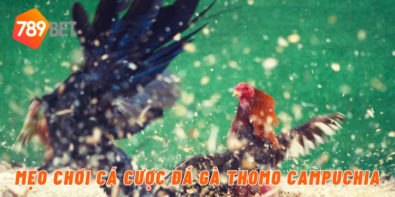 Mẹo chơi cá cược đá gà thomo Campuchia