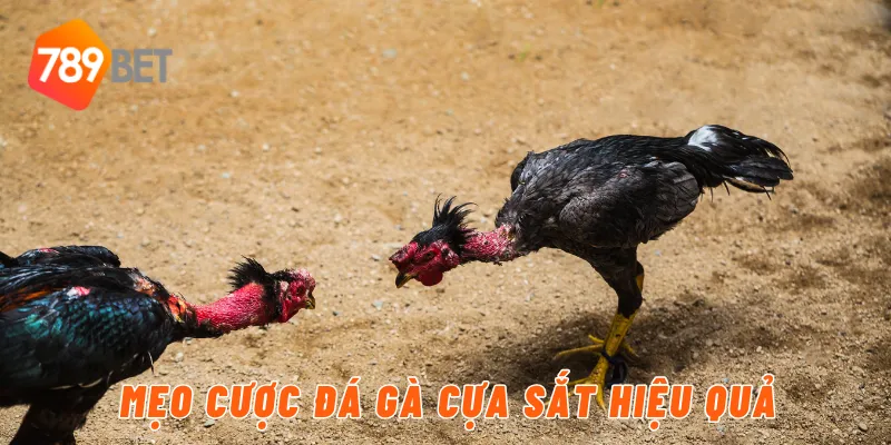 Mẹo cược đá gà cựa sắt hiệu quả