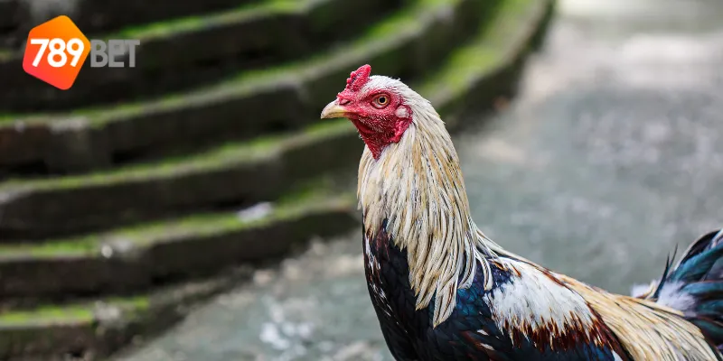 Mẹo dự đoán màu mạng đá gà chuẩn xác nhất