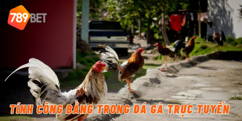 Tính công bằng trong đá gà trực tuyến