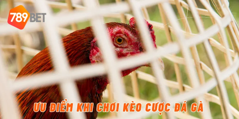 Ưu điểm khi chơi kèo cược đá gà