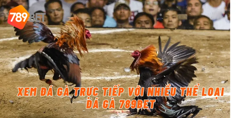 Xem đá gà trực tiếp với nhiều thể loại đá gà 789BET