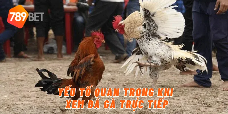Yếu tố quan trọng khi xem đá gà trực tiếp