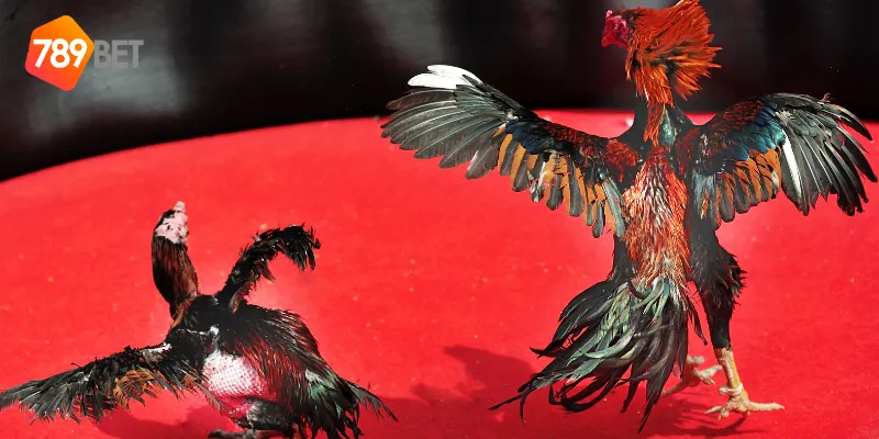 789BET là địa chỉ tin cậy để tham gia cá cược đá gà nòi trực tuyến
