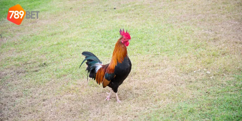 Các loại cược gà chọi Việt Nam phổ biến