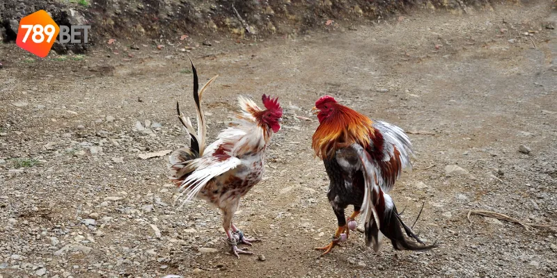 Các loại cược phổ biến trong đá gà hoang dã