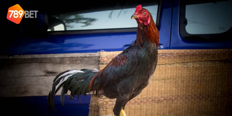 Các trận đấu gà chọi huyền thoại đỉnh cao