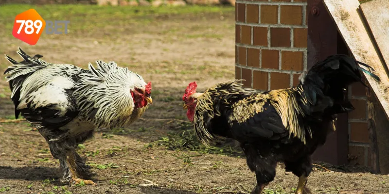 Cách đặt cược trong sân chơi gà chiến quốc tế